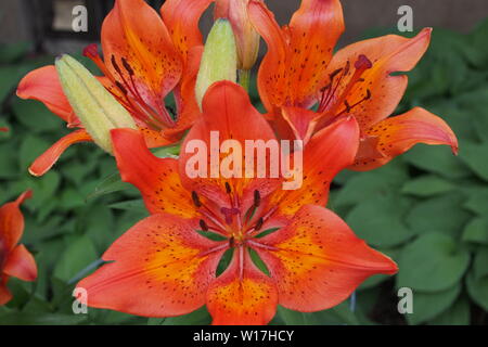 Tiger Lily (Lilium lancifolium) in einem Glebe Garten, Ottawa, Ontario, Kanada. Stockfoto