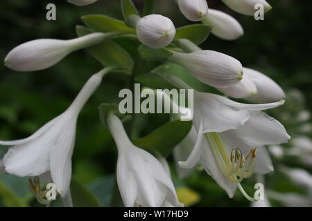 Hosta sieboldiana in einem Glebe Garten, Ottawa, Ontario, Kanada. Stockfoto