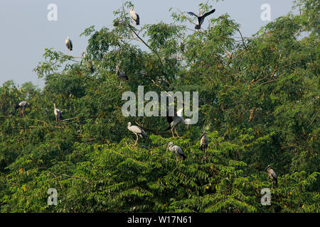 Asian Openbill Shamukkhol lokal auf den Baum an Jahangirnagar Universität, Dhaka, Bangladesh genannt Stockfoto