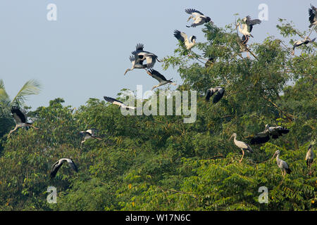 Asian Openbill Shamukkhol lokal auf den Baum an Jahangirnagar Universität, Dhaka, Bangladesh genannt Stockfoto