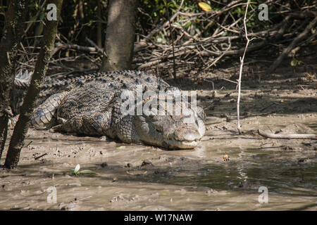 Ingwer, einäugigen Salzwasser Krokodil von Proserpine River. Ihren friedlichen aussieht sind nur betrügen. Bereit zum Snap in Aktion bei der ersten Gelegenheit. Stockfoto