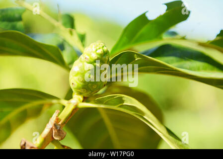 Noni Frucht pflanzliche Arzneimittel/Frisches Noni auf Baum Andere Namen große Morinda, Strand Mulberry oder Morinda Citrifolia Stockfoto