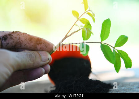 Werk in der Hand für die Anpflanzung im Garten/arbeitet der Gartenarbeit kleine Pflanze im Hinterhof Stockfoto