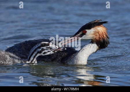 Haubentaucher Fütterung der Küken in seinem natürlichen Lebensraum in Dänemark Stockfoto