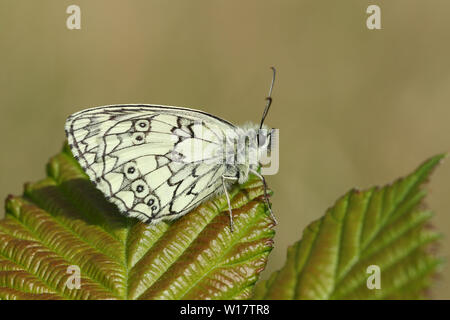 Eine atemberaubende Marbled White Butterfly, Melanargia galathea, hocken auf einem Blatt. Stockfoto