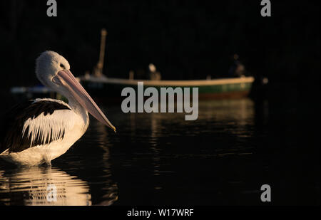 Pelikan Szenen. Australische Pelikane in ihrem natürlichen Lebensraum. Stockfoto