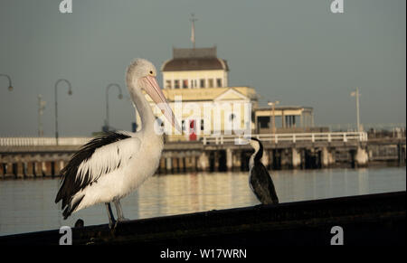 Pelikan Szenen. Australische Pelikane in ihrem natürlichen Lebensraum. Stockfoto