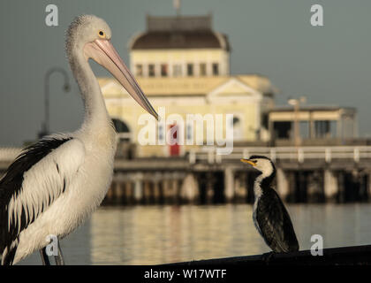 Pelikan Szenen. Australische Pelikane in ihrem natürlichen Lebensraum. Stockfoto