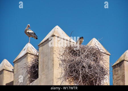 Low Angle View der Storch stehend an der Wand gegen den blauen Himmel Stockfoto