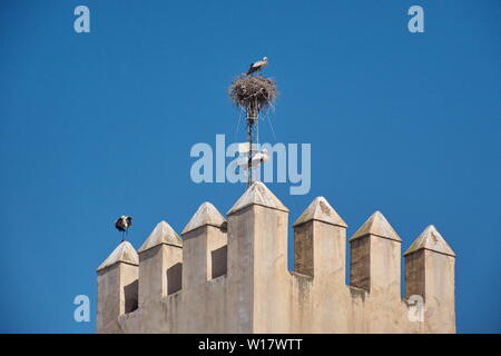 Low Angle View der Storch stehend an der Wand gegen den blauen Himmel Stockfoto