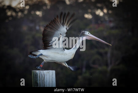 Pelikan Szenen. Australische Pelikane in ihrem natürlichen Lebensraum. Stockfoto