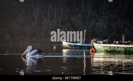 Pelikan Szenen. Australische Pelikane in ihrem natürlichen Lebensraum. Stockfoto