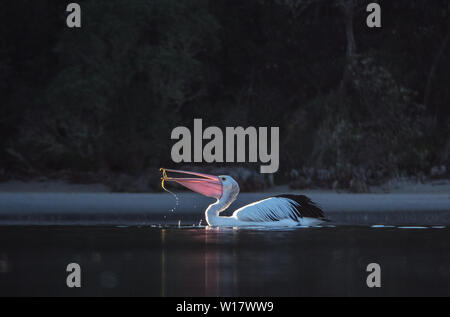 Pelikan Szenen. Australische Pelikane in ihrem natürlichen Lebensraum. Stockfoto