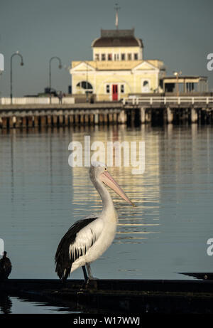 Pelikan Szenen. Australische Pelikane in ihrem natürlichen Lebensraum. Stockfoto