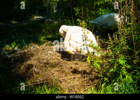 Ein Schwan schaut sie Küken im Nest Stockfoto