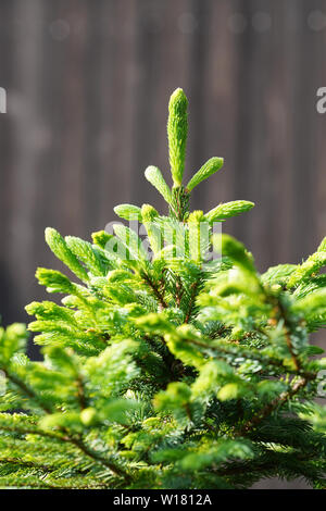 Nahaufnahme der Zweig der Tannenbaum im Garten Stockfoto