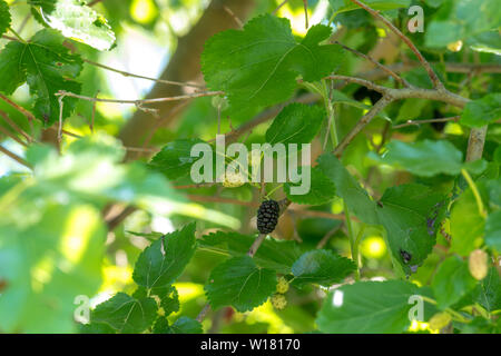 Maulbeeren in verschiedenen Reifegraden hängen an den Zweigstellen Stockfoto