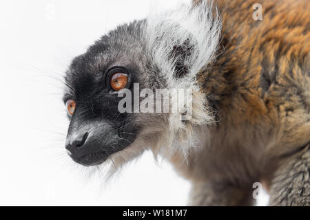 Eine Nahaufnahme Kopf Portrait von Schwarzen und Weißen Ruff necked Lemur gegen einen weißen Hintergrund isoliert Stockfoto