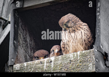 Eine weibliche Kestrel wachen zwei ihrer Jungen. In einem hölzernen Nistkasten genommen, zwei der Küken sind Peering über die Vorderseite Stockfoto