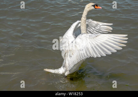 Höckerschwan stehend auf dem Fluss und seine Flügel ausbreitet UK Stockfoto