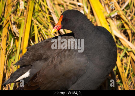 Eine Dusky Sumpfhuhn, Gallinula tenebrosa, mit grünen Reed Hintergrund in der Nähe von Coffs Harbour, New South Wales, Australien. Stockfoto