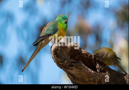 Red Rumped Papagei, Psephotus haematonotus, in einem Baum an Dubbo gehockt, das Central West New South Wales, Australien. Stockfoto