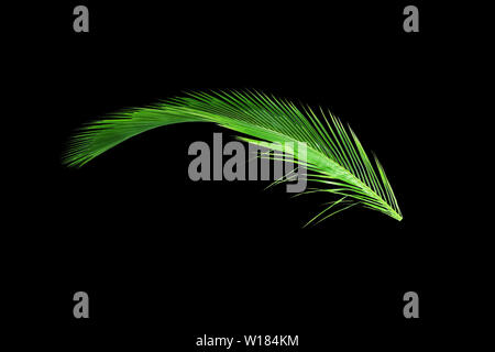 Grüne Blätter der Palme auf schwarzem Hintergrund Stockfoto
