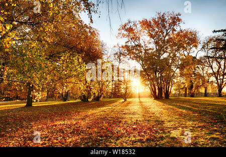 Bäume mit bunten Blätter auf dem Rasen im Park. Ahorn Laub im sonnigen Herbst. Sonnenlicht in den frühen Morgen im Wald Stockfoto