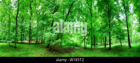 Grünen Wald und Gras mit Bäumen Stockfoto