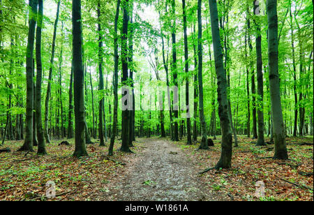 Grünen Wald und Gras mit Bäumen Stockfoto