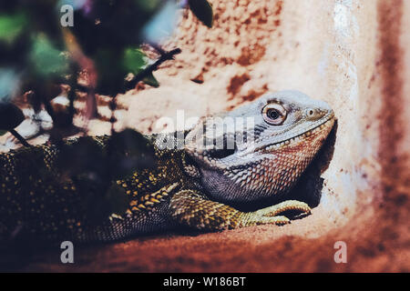 Männliche Bartagamen für Schlafen im Terrarium Stockfoto