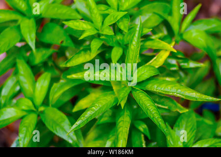 Thai Basil leaf. Frische grüne Blätter Basilikum. Stockfoto