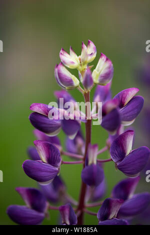 Eine Nahaufnahme von Violett Lupinus perennis (Sonnenuhr Lupin oder wilde Lupinen) wachsen in Rjukan, Norwegen. Stockfoto