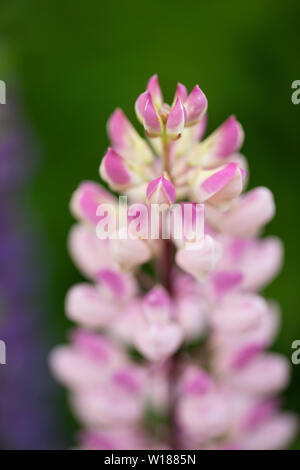 Eine Nahaufnahme von rosa Lupinus perennis (Sonnenuhr Lupin oder wilde Lupinen) wachsen in Rjukan, Norwegen. Stockfoto