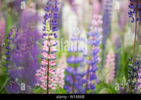 Lupinus perennis (Sonnenuhr Lupin oder wilde Lupinen) wachsen in Rjukan, Norwegen. Stockfoto