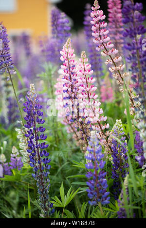 Lupinus perennis (Sonnenuhr Lupin oder wilde Lupinen) wachsen in Rjukan, Norwegen. Stockfoto