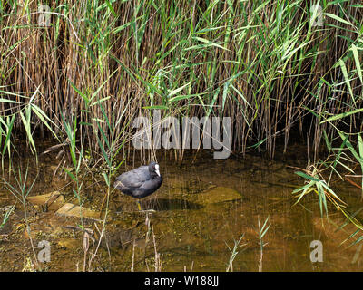 Cute eurasischen Blässhuhn im natürlichen Lebensraum im Water's Edge in der Nähe von Schilf. Fulica atra. Stockfoto