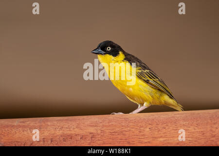 Black-headed Weaver Vogel sitzend auf die dachsparren einer Lodge in der Masai Mara. Diese Vögel haben durchaus verwendet werden, um den Touristen und Nest um die Stockfoto