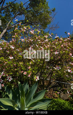 Landschaften in der Santa Catarina Park, Zentrum von Funchal, Madeira, Portugal, Europäische Union Stockfoto