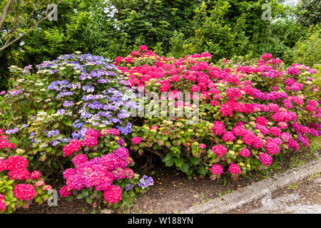 Lila und Rot Hortensie Büsche in den Garten Stockfoto