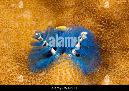 Blau Christmas-Tree-Worm, Spirobranchus giganteus, Tufi, Solomon Sea, Papua-Neuguinea Stockfoto