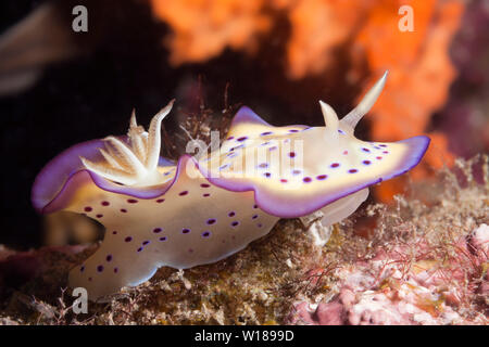 Dorid Nacktschnecken, Chromodoris Kuniei, Tufi, Solomon Sea, Papua-Neuguinea Stockfoto