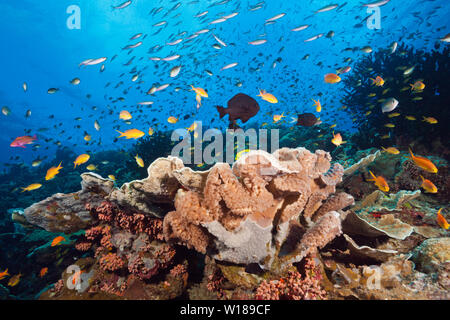 Artenreiches Korallenriff, Tufi, Solomon Sea, Papua-Neuguinea Stockfoto