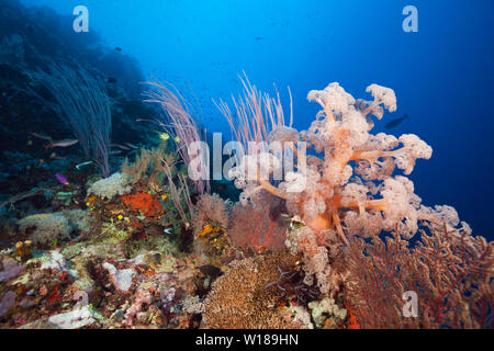 Artenreiches Korallenriff, Tufi, Solomon Sea, Papua-Neuguinea Stockfoto