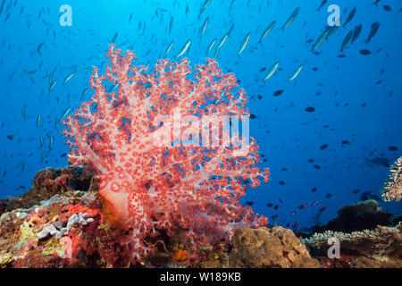 Red Soft Coral, Dendronephthya, Tufi, Solomon Sea, Papua-Neuguinea Stockfoto