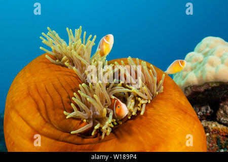 Rosa Anemonenfischen, Amphiprion perideraion, Tufi, Solomon Sea, Papua-Neuguinea Stockfoto