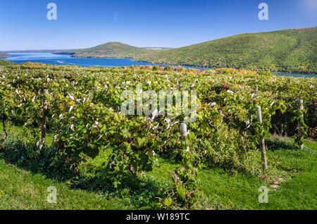 Hang Weinberg mit einem wunderschönen See von foresed Hügel im Hintergrund auf einem sonnigen Frühherbst Tag umgeben Stockfoto