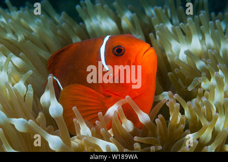 Spinecheek Clownfish, Premnas aculeatus, Tufi, Solomon Sea, Papua-Neuguinea Stockfoto