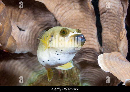 Blackspotted Puffer, Arothron nigropunctatus, Tufi, Solomon Sea, Papua-Neuguinea Stockfoto