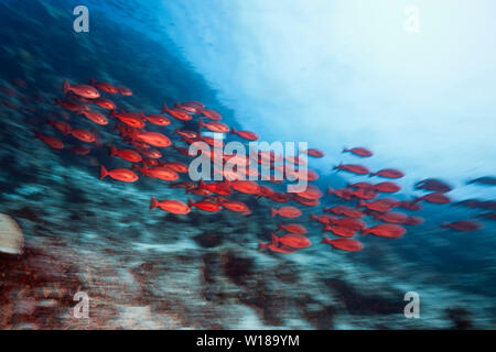 Schwarm von schlanken Pinjalo Snapper, Pinjalo lewisi, Tufi, Solomon Sea, Papua-Neuguinea Stockfoto